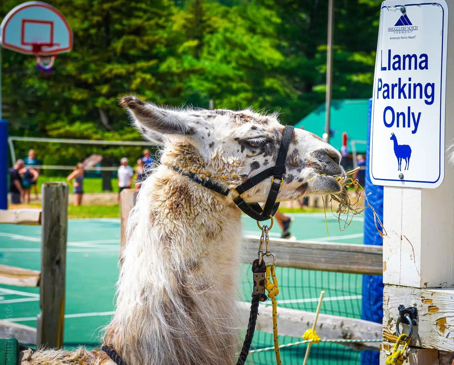 Llama Parking Only! Respect the sign.