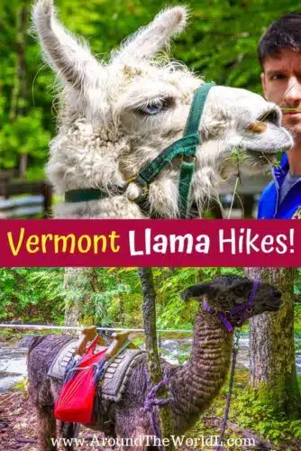 On a Vermont hike at Smugglers' Notch, the alpaca vs. llama debate was in full effect: Differences, similarities, and lots of cute, funny llama photos & faces.