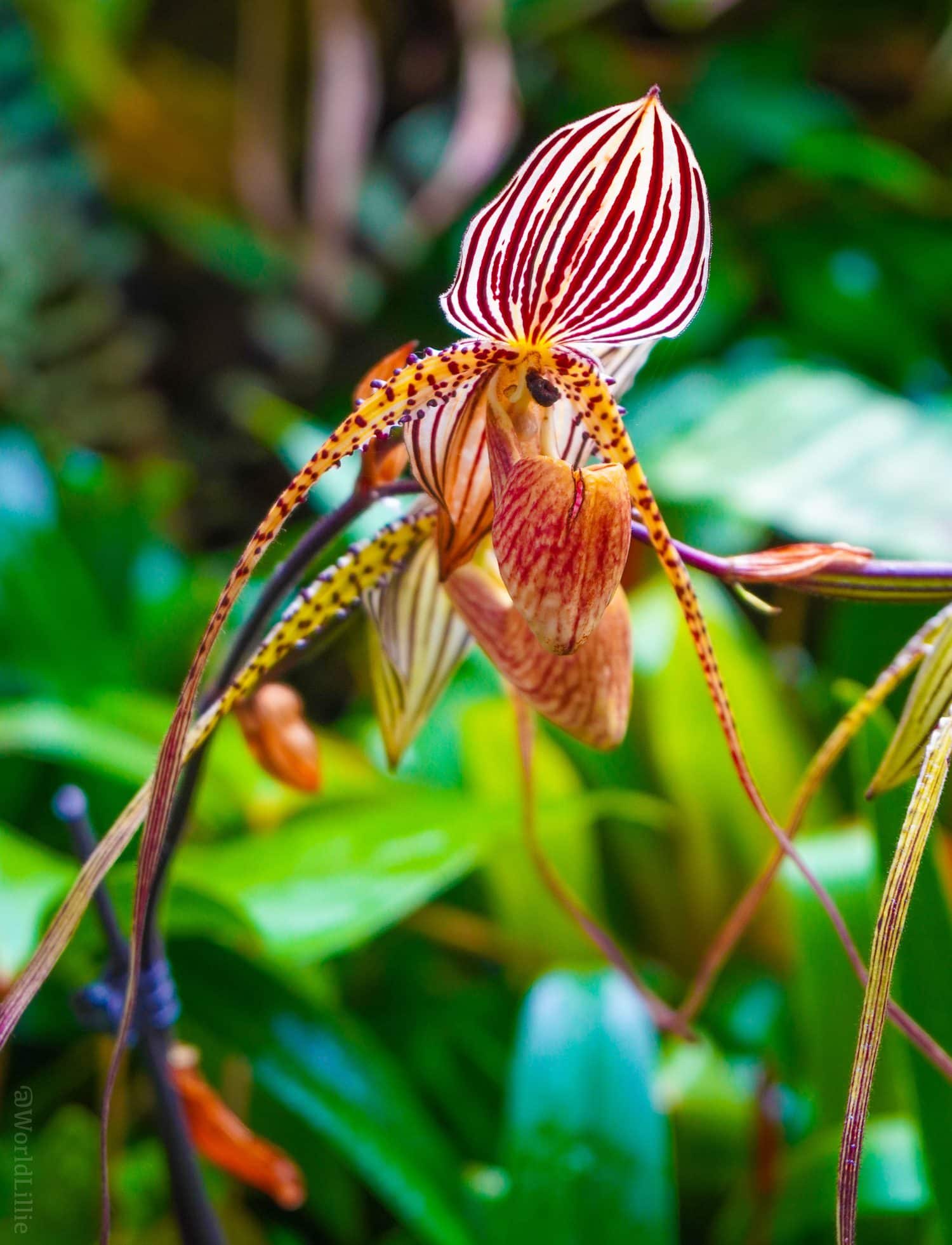 What a wonderful animal-like orchid.