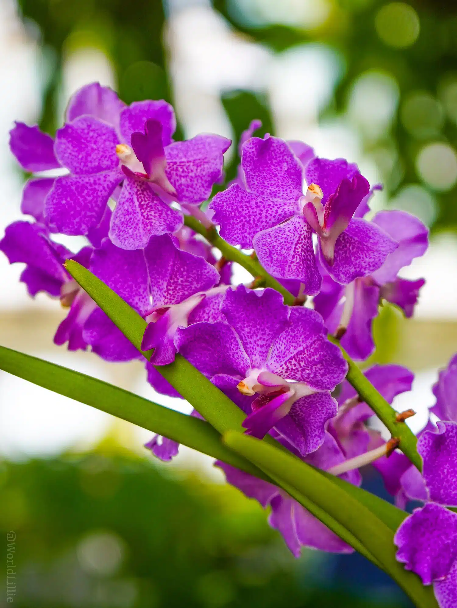 Graceful violet flowers.