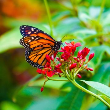 Step in to a world of butterflies and flowers.