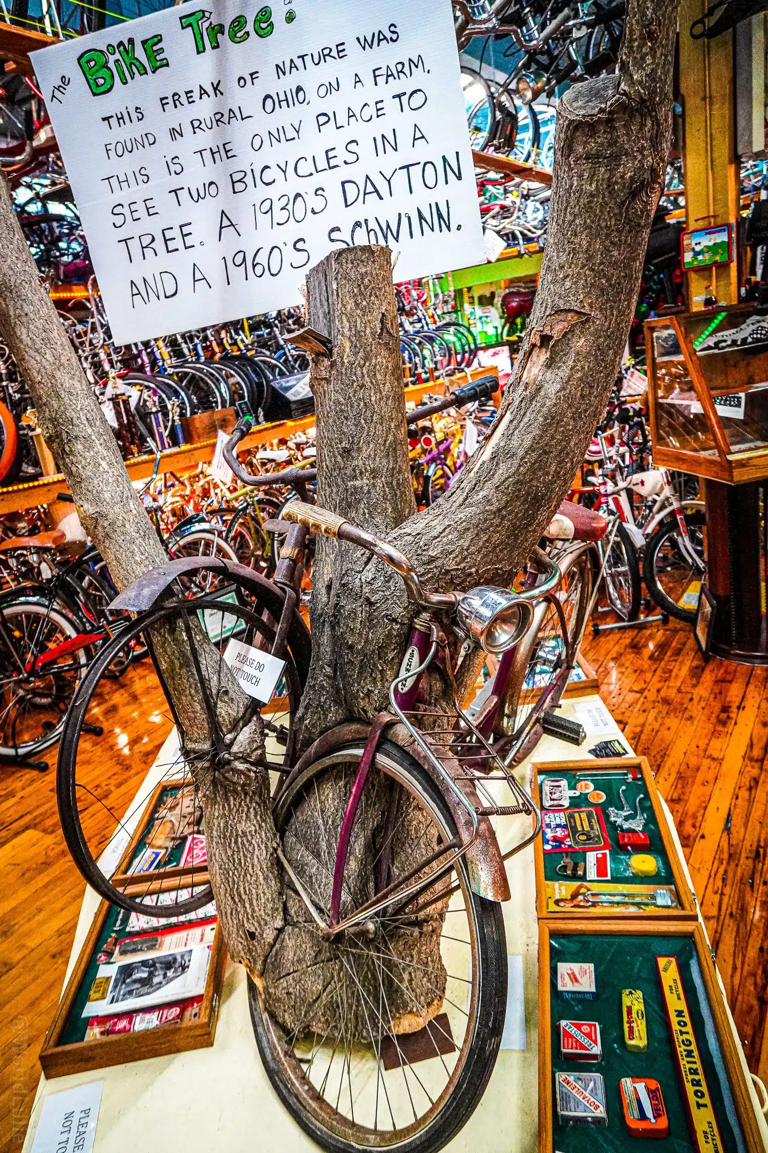 The tree that ate two vintage bikes!