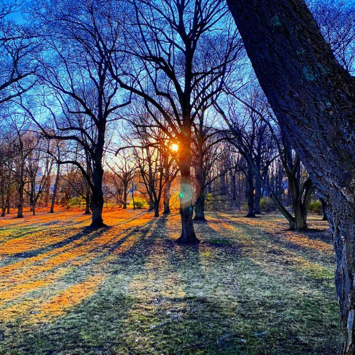 Sunset through trees in the Arnold Arboretum in Boston