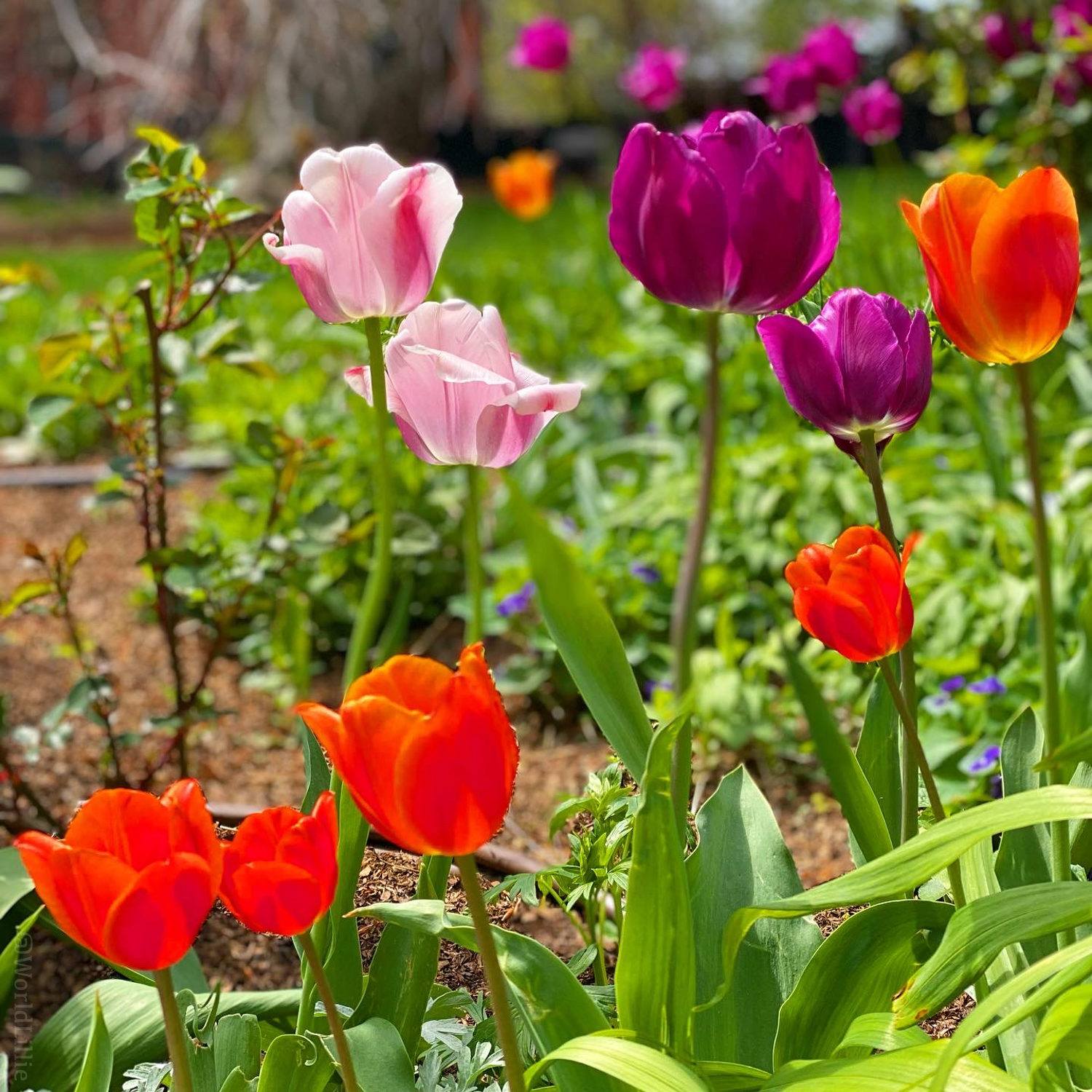 Bright tulips