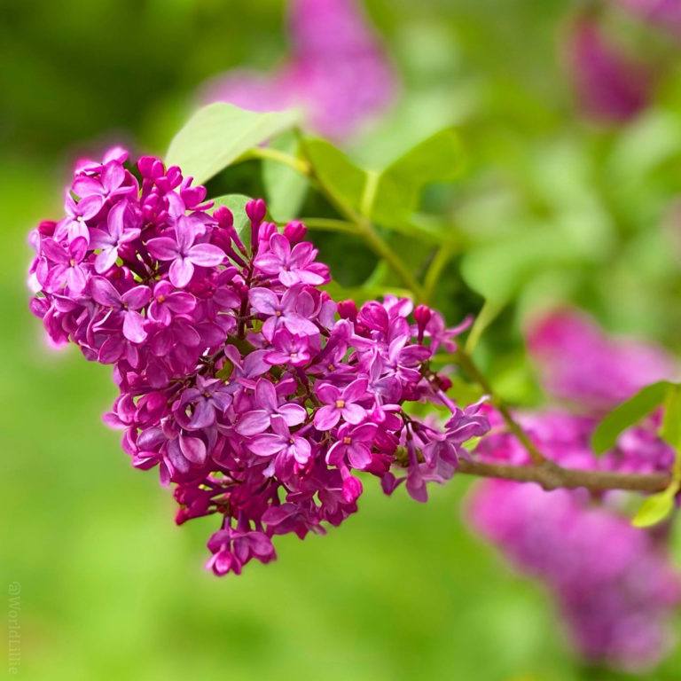 Lilacs growing