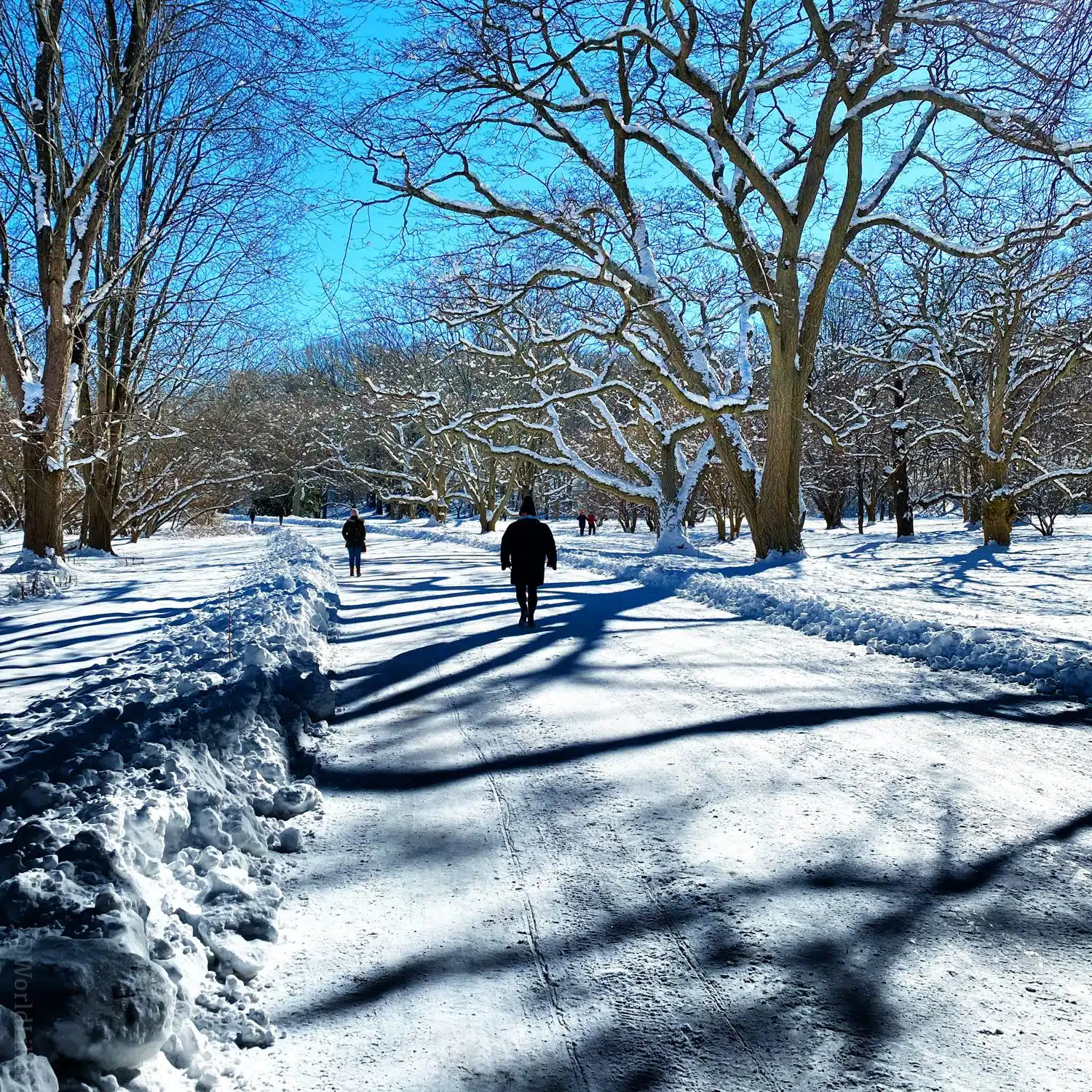 Snow path with tree shadows
