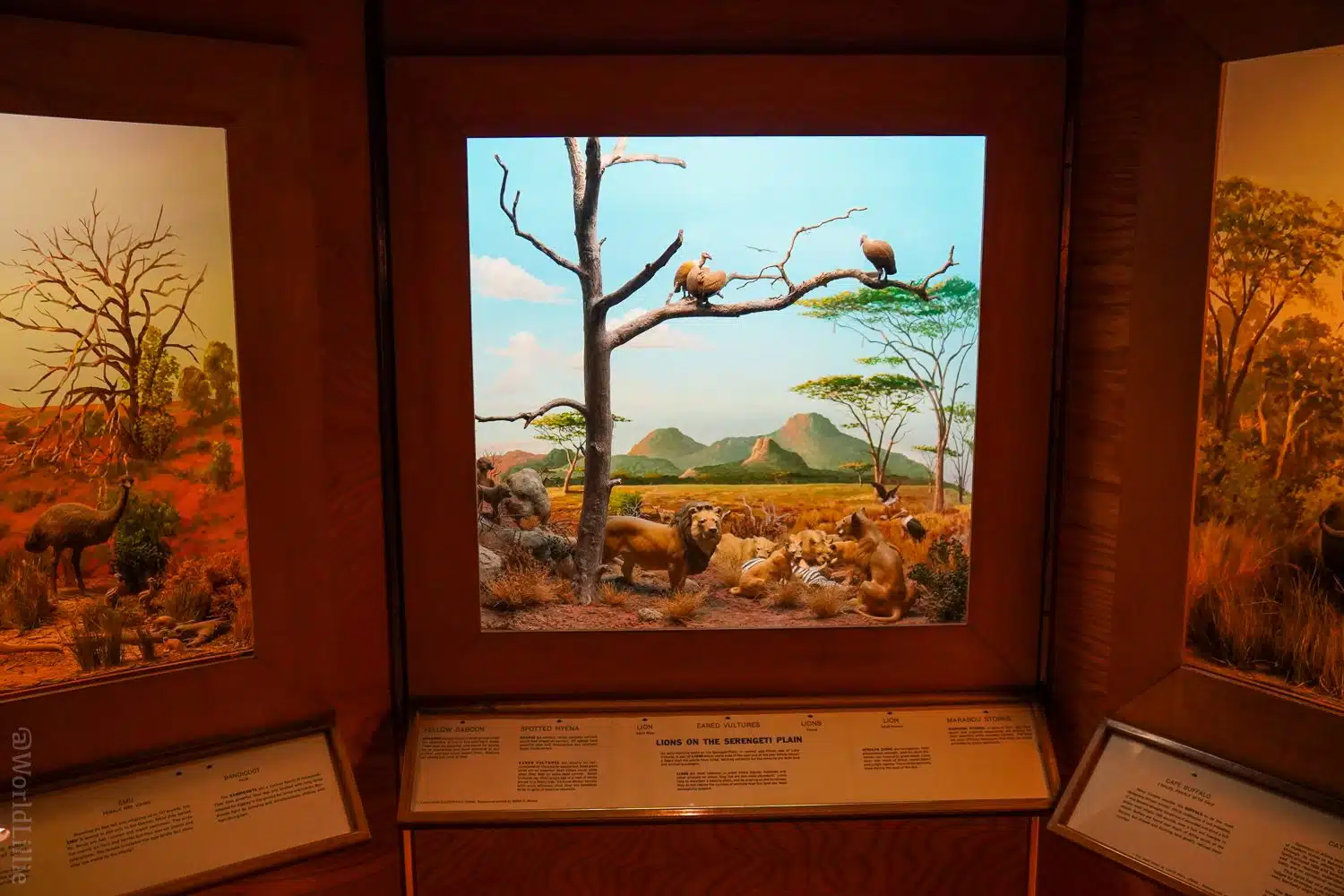 A diorama of lions in their native habitat.